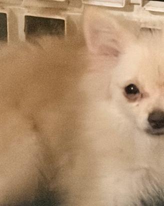 Dono Volpino italiano 7 mesi