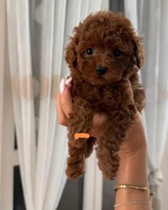Cuccioli Barboncino Toy