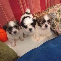 Cuccioli di Shih-Tzu