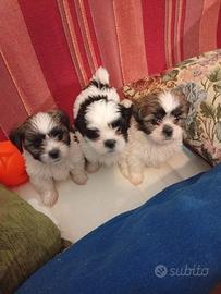 Cuccioli di Shih-Tzu