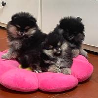 Volpino di Pomerania