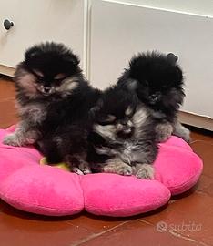 Volpino di Pomerania