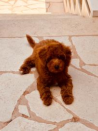Barboncino nano red