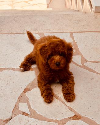 Barboncino nano red