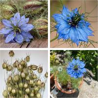 semi di Nigella anche detto cummino nero