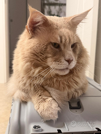 Maine Coon per monta