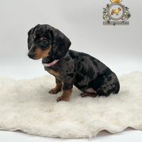 Dolcissima femminuccia bassotto arlecchino silver