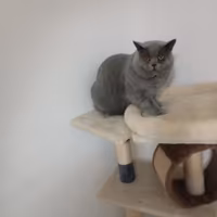 British chorthair blu