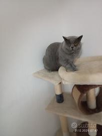 British chorthair blu