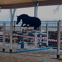 Cavalla da brevetto/ 1 grado