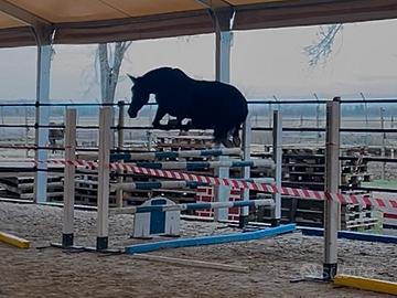 Cavalla da brevetto/ 1 grado