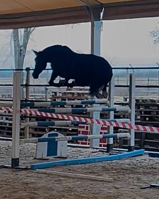 Cavalla da brevetto/ 1 grado