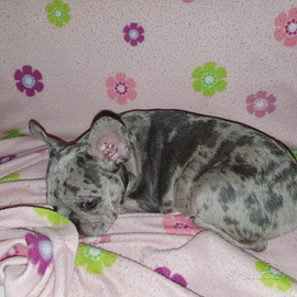 Bulldog francese merle