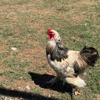 Gallo di brahma