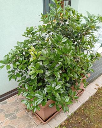 Siepe in vasca