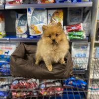 Volpino italiano cucciola