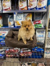 Volpino italiano cucciola