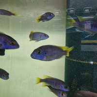 Ciclidi africani, lago Malawi