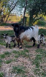 Capra tibetana