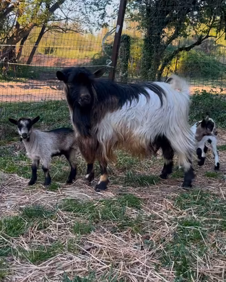 Capra tibetana