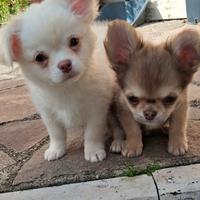 Cuccioli piccola taglia