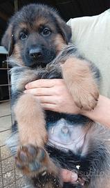Cuccioli di pastore tedesco