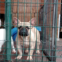 Bulldog francesi adulti