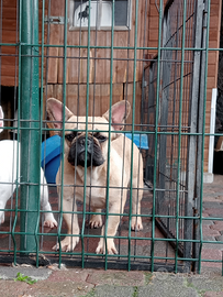 Bulldog francesi adulti