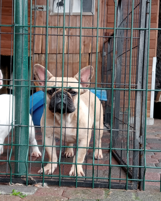 Bulldog francesi adulti