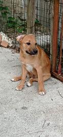 Bobby, 6 mesi