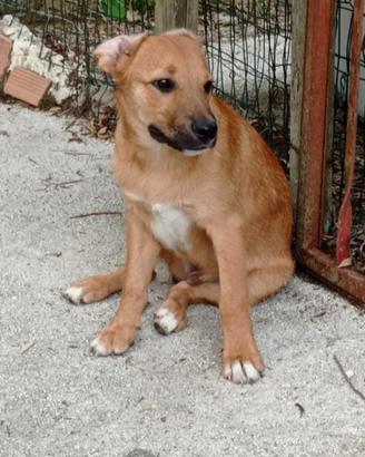 Bobby, 6 mesi