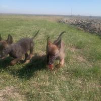 Cuccioli Malinois Pastore Belga con Pedigree