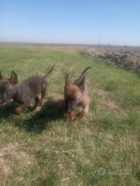 Cuccioli Malinois Pastore Belga con Pedigree