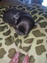 Cuccioli di chihuahua