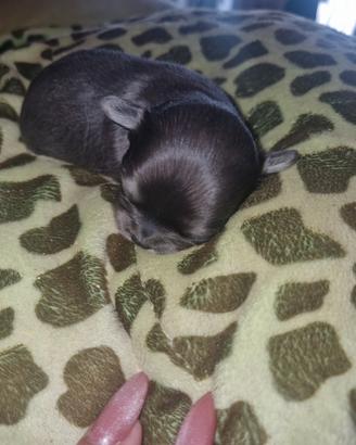 Cuccioli di chihuahua