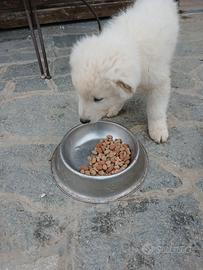 I cuccioli pastore maremmano
