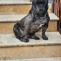 Bulldog francese