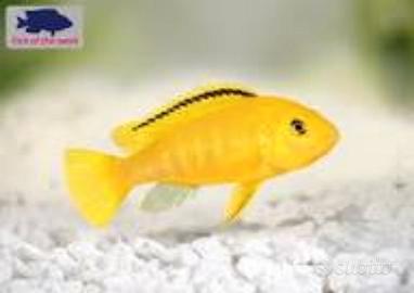 Pesci tropicali acqua dolce