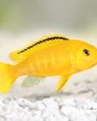 Pesci tropicali acqua dolce