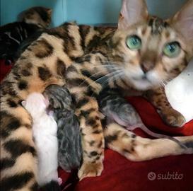 Gattini Bengala Puri splendidi e affettuosi