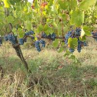 Uva da vino Aglianico Taurasi