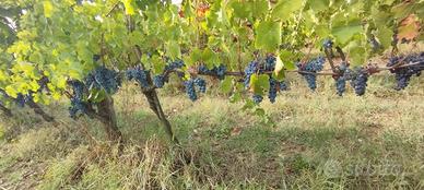 Uva da vino Aglianico Taurasi