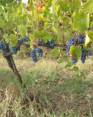 Uva da vino Aglianico Taurasi