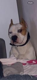 Amstaff