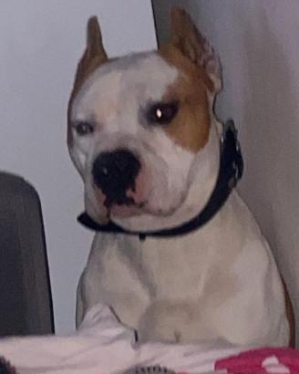 Amstaff