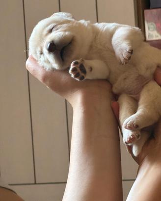 Labrador Retriever