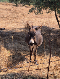 Asino sardo