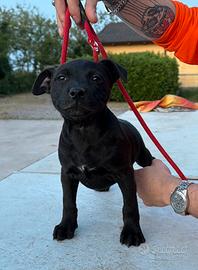 Staffodshire Bull Terrier