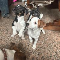 Cuccioli di jack russel