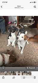 Cuccioli di jack russel